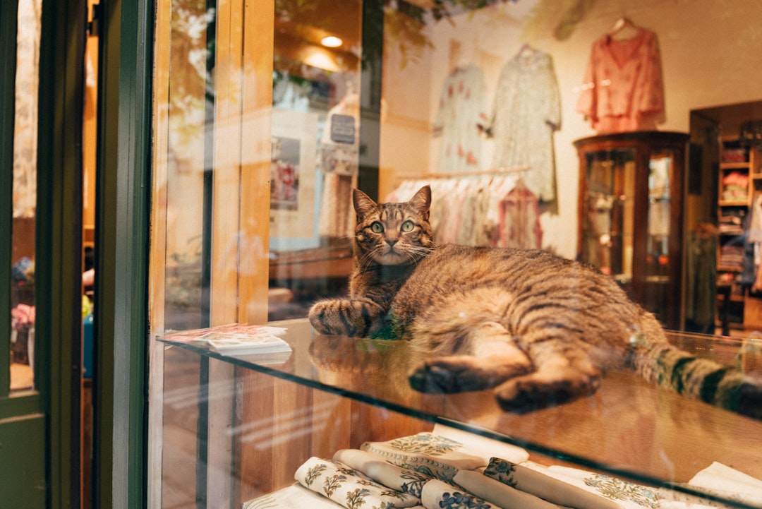 A tabby cat lies in a shop window display.